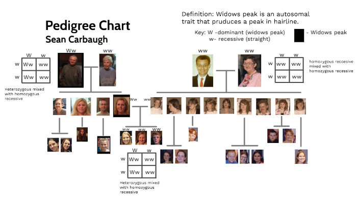 Pedigree Chart By Sean Carbaugh On Prezi