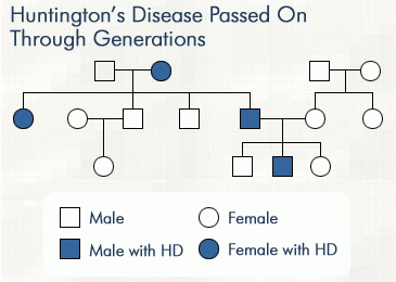 Pedigree Chart For Huntington 39 s Disease