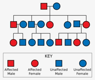 Pedigree Chart For Thalassemia Free Transparent PNG Download PNGkey
