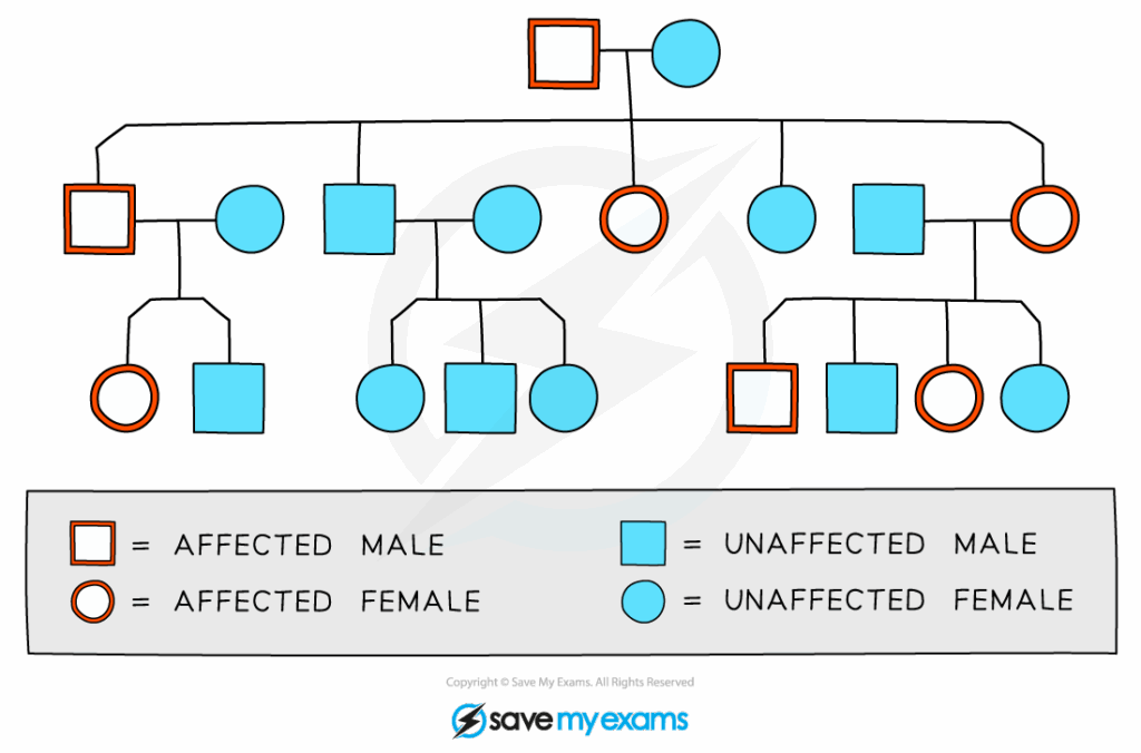 Pedigree Chart Labeled