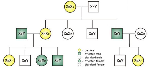 Pedigree Chart Labeled