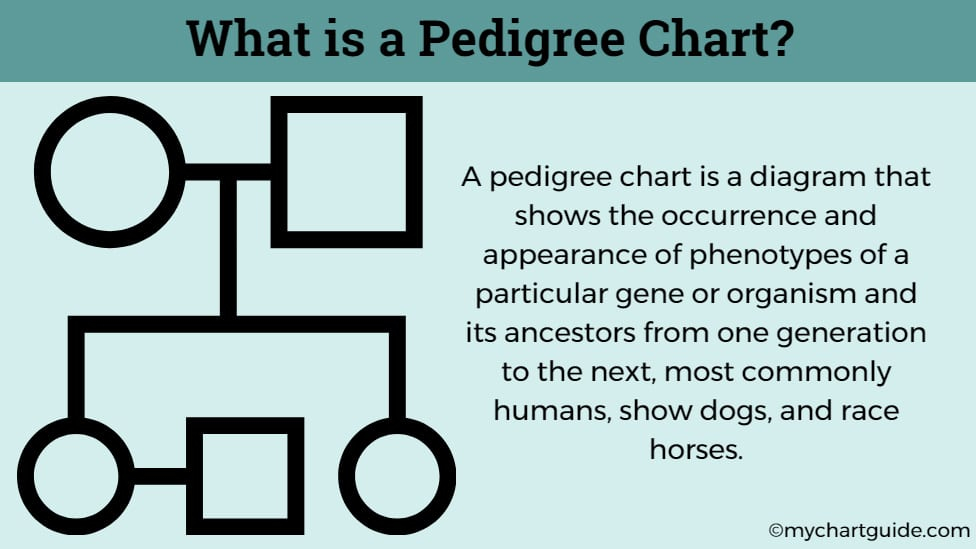 Pedigree Chart My Chart Guide