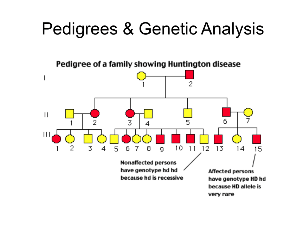 Pedigree Chart Powerpoint For Middle School A Visual Reference Of 