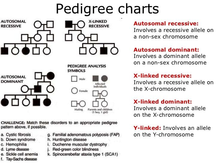 Pedigree Chart Types Overview