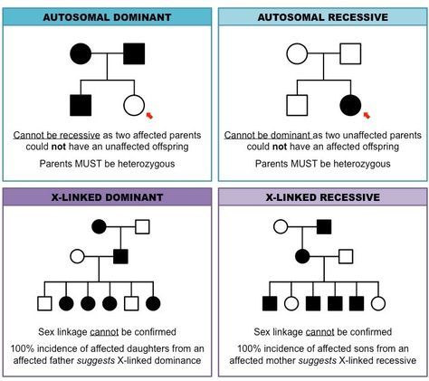 Pedigree Charts Inheritance Cheat Sheet Biology Classroom Study 