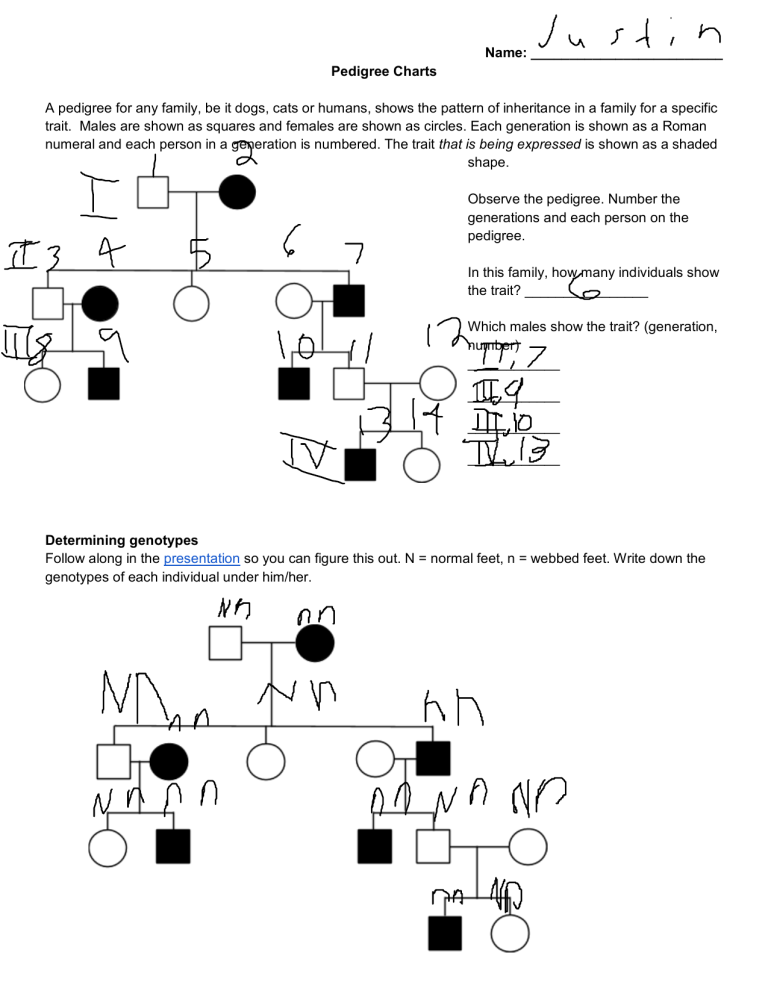 Pedigree Charts Worksheet Genetics Practice