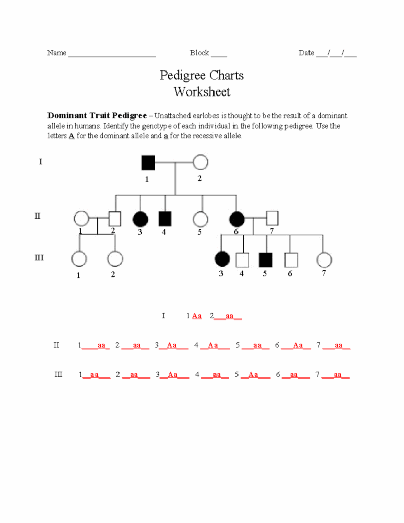 Pedigree Charts Worksheet Name Block Date 