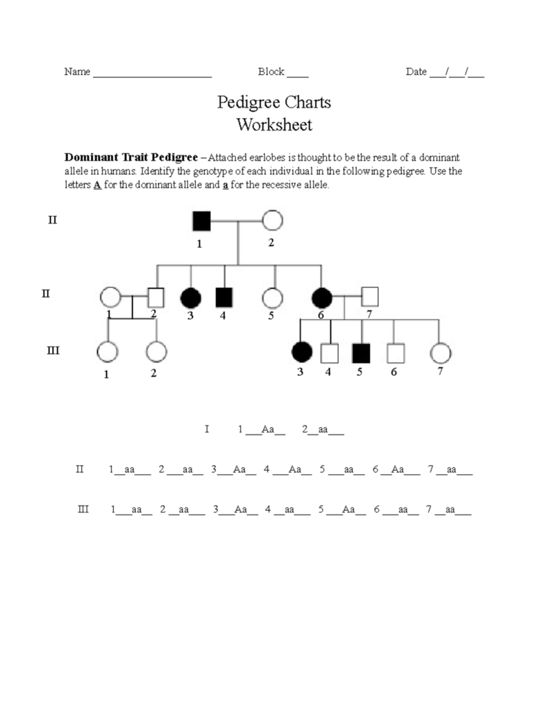 Pedigree Charts Worksheet Name Block Date 