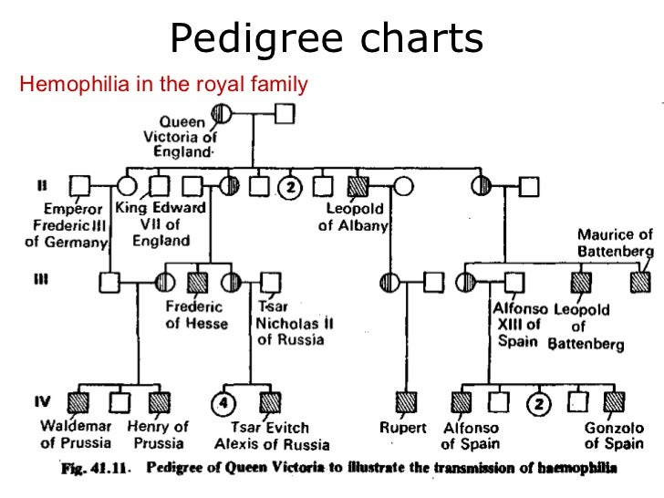 Pedigree Charts Worksheet S Background Information Pedigree Charts 