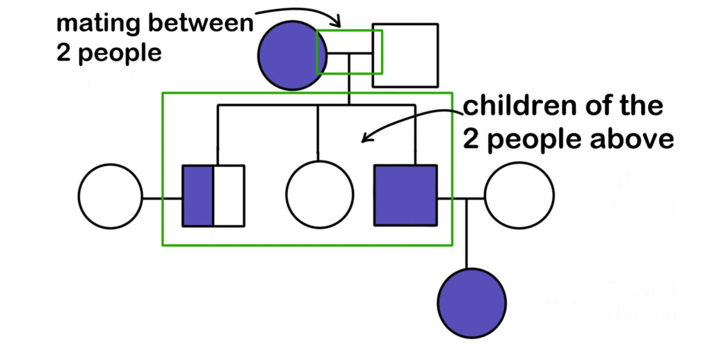 Pedigree Definition Charts Expii
