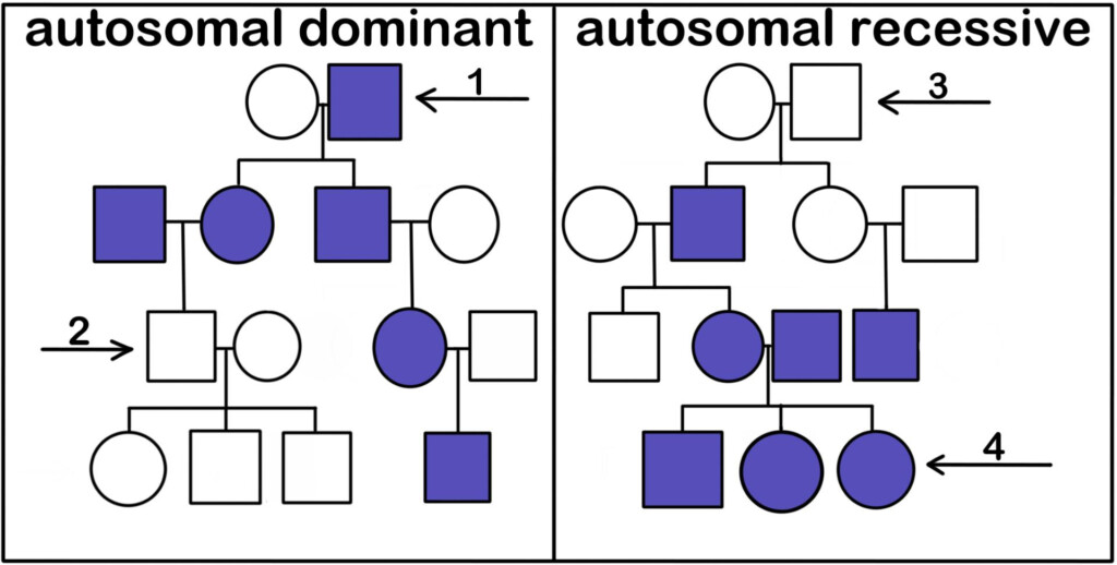 Pedigree Definition Charts Expii