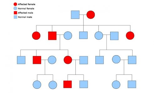 Pedigree Definition Function And Examples Biology Dictionary