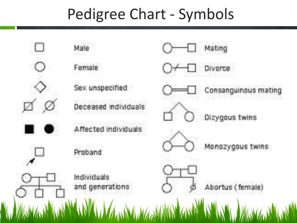 Pedigree Diagram Symbols Pedigree Diagram Symbols