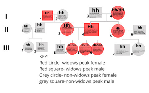 Pedigree For Widows Peak By Nate Lesnevich On Prezi