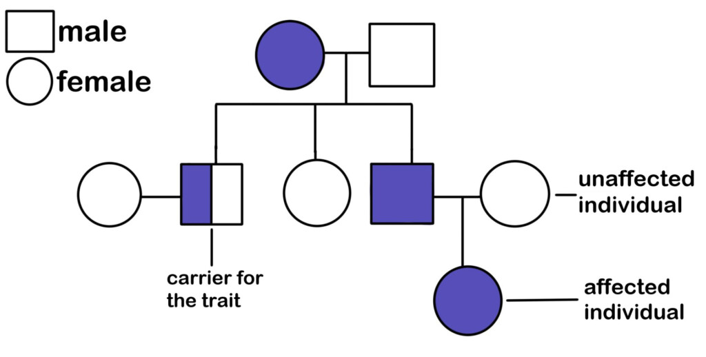 Pedigree Genetics