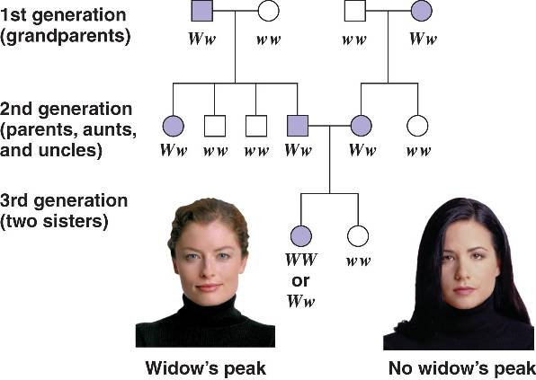 Pedigree html 14 15bPedigreeAnalysis L jpg