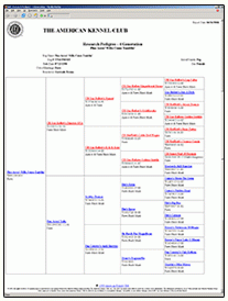 Pedigree Overview American Kennel Club