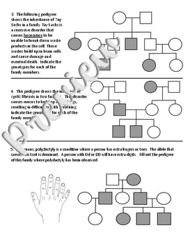 Pedigree Worksheet With Answer Key For Genetics Ready To Print TPT