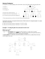 PedigreePRACTICE docx Human Pedigrees For Questions 1 9 Use The 