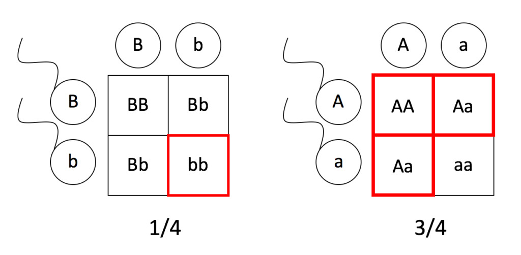 Pedigrees And Punnett Squares Mt Hood Community College Biology 102