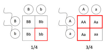 Pedigrees And Punnett Squares Mt Hood Community College Biology 102