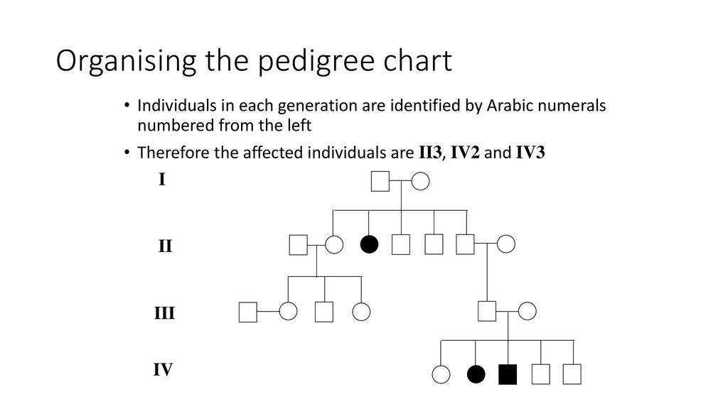 Phenotype Pedigrees Ppt Download