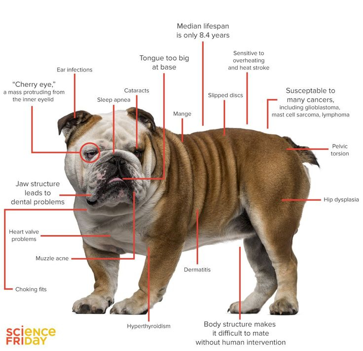 Pin By Mi On Info English Bulldog Bulldog Pedigree Dog