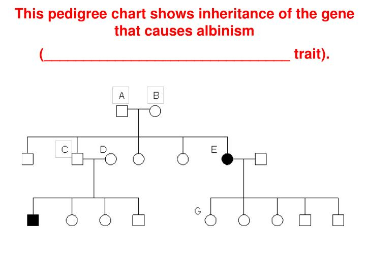 PPT Chapter 14 Human Heredity Genetics II PowerPoint Presentation 