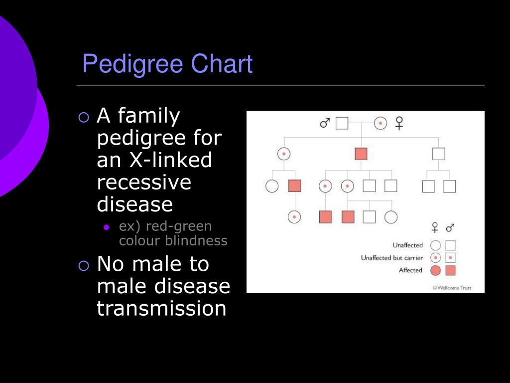 PPT Deducing Genotypes PowerPoint Presentation Free Download ID 