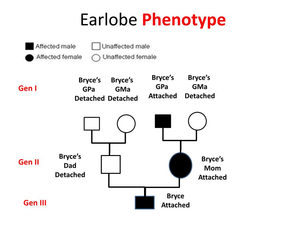 PPT Family Pedigree Example PowerPoint Presentation Free Download 