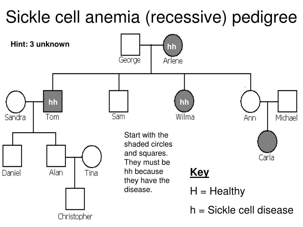 PPT Genetic Pedigrees PowerPoint Presentation Free Download ID 2682395