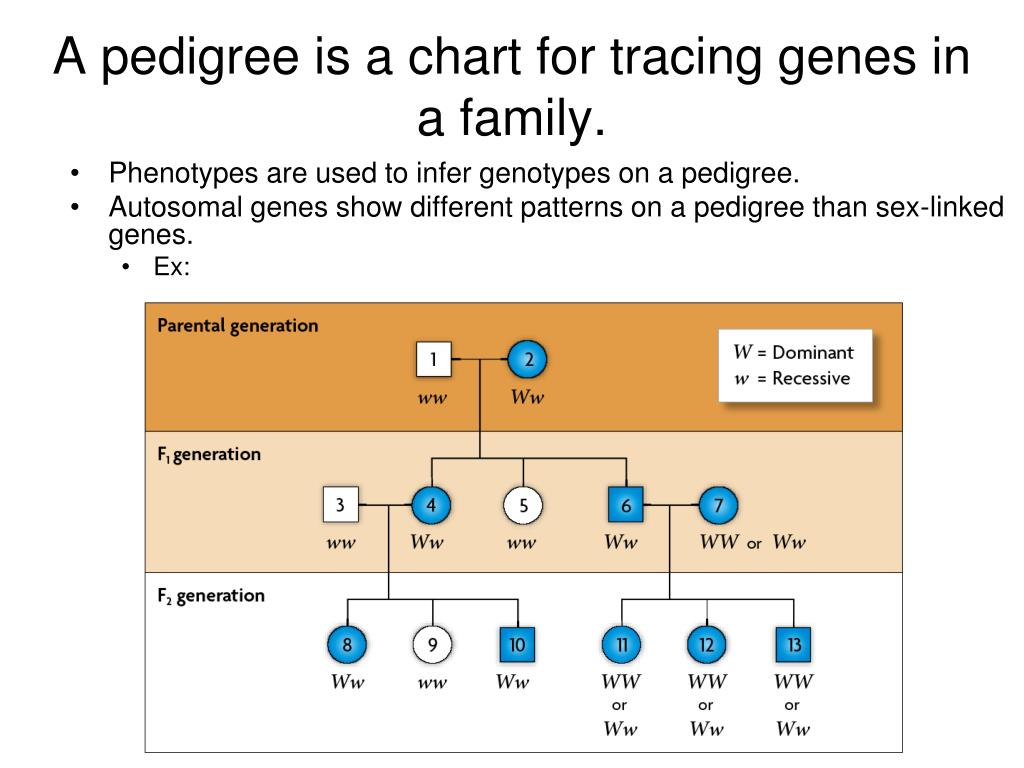 PPT Genetic Pedigrees PowerPoint Presentation Free Download ID 6611990
