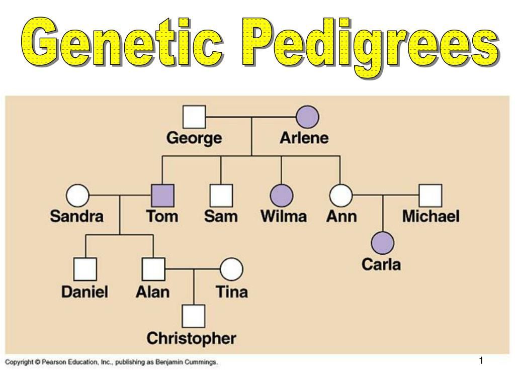 PPT Genetic Pedigrees PowerPoint Presentation Free Download ID 6747210
