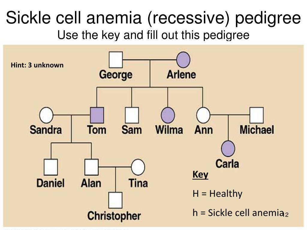 PPT Genetic Pedigrees PowerPoint Presentation Free Download ID 6747210