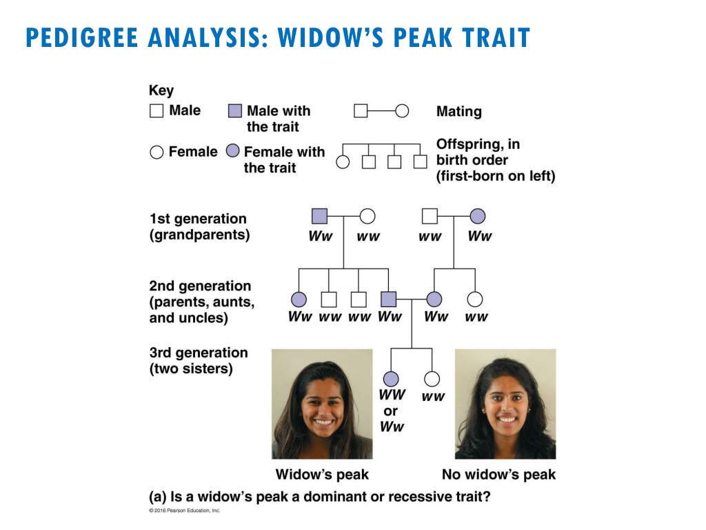 PPT Genetics Essentials Mendel 39 s Principles Patterns Of 