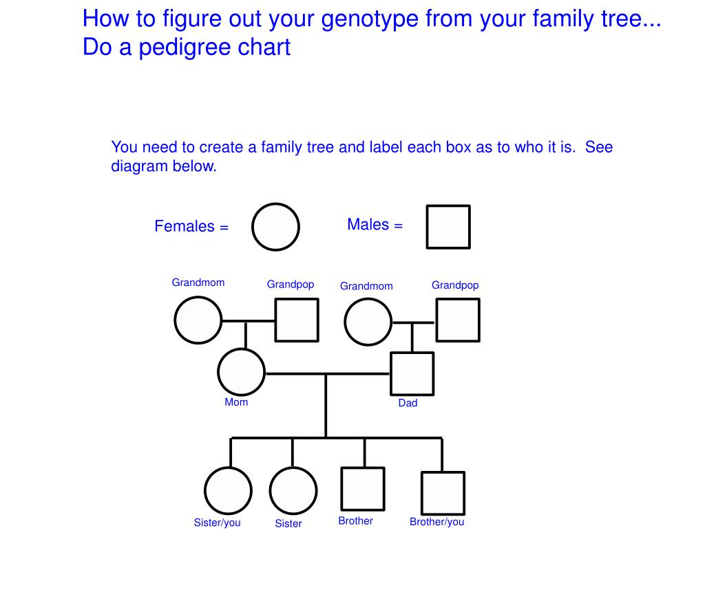 PPT How To Figure Out Your Genotype From Your Family Tree Do A 