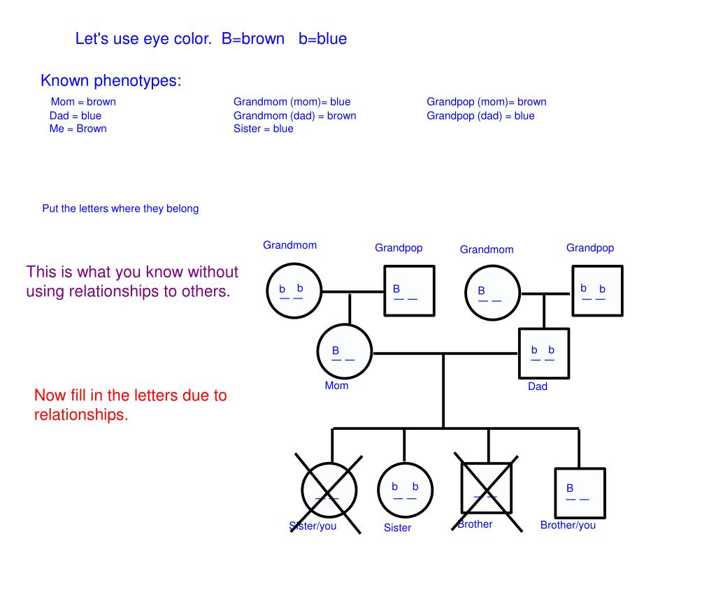 PPT How To Figure Out Your Genotype From Your Family Tree Do A 