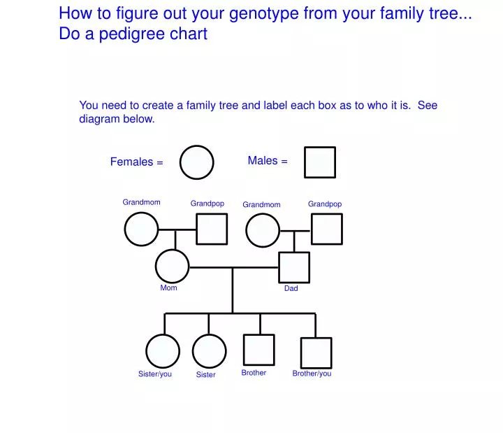 PPT How To Figure Out Your Genotype From Your Family Tree Do A 