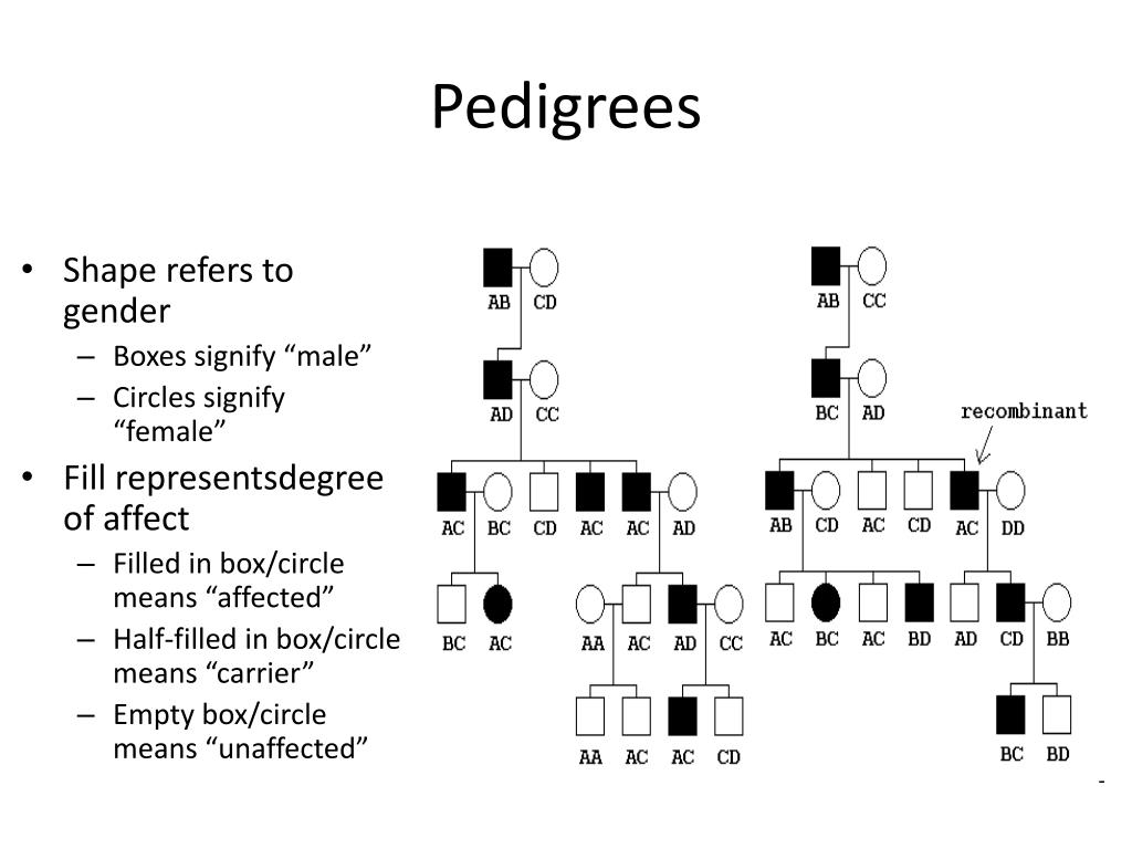 PPT Incomplete Dominance PowerPoint Presentation Free Download ID 