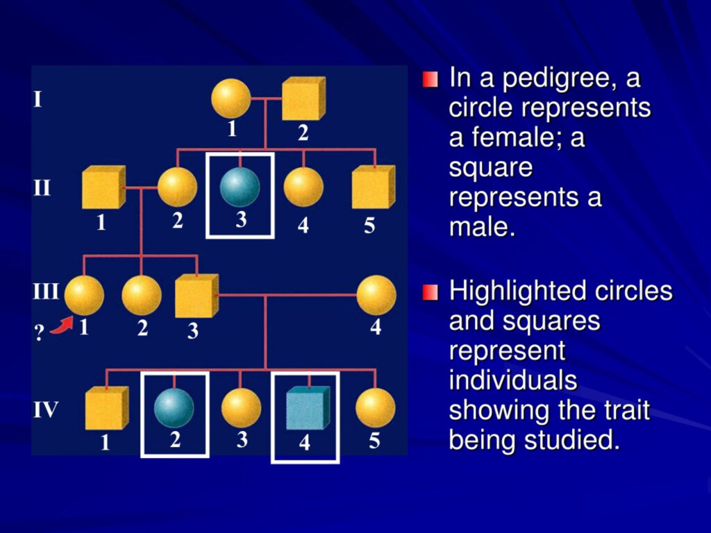 PPT Interpret A Pedigree PowerPoint Presentation Free Download ID 