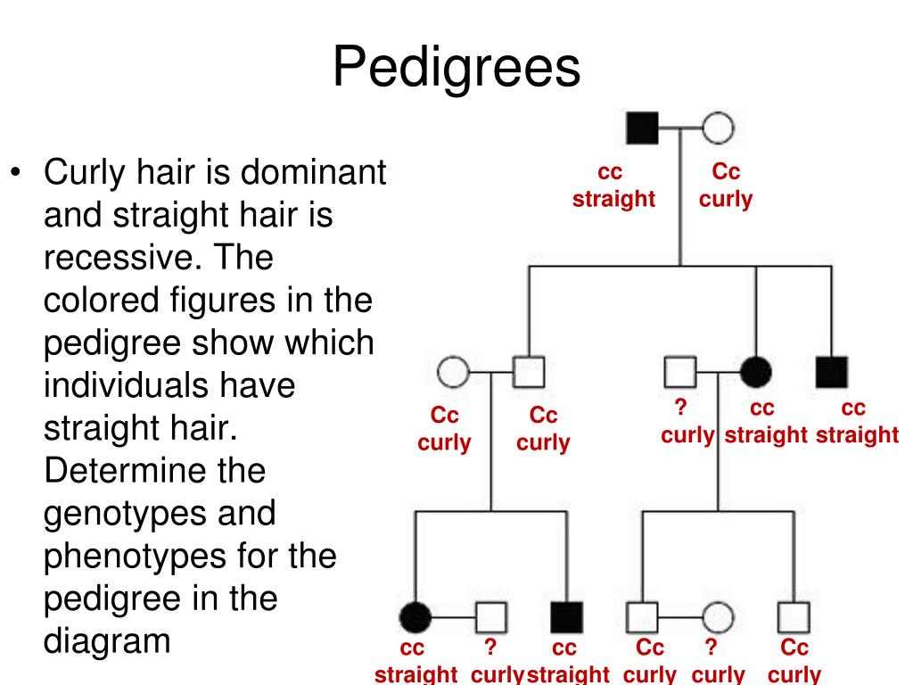 PPT Mendelian Genetics PowerPoint Presentation Free Download ID 