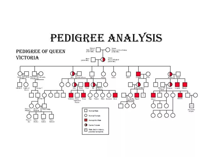 PPT Pedigree Analysis PowerPoint Presentation Free Download ID 2271913