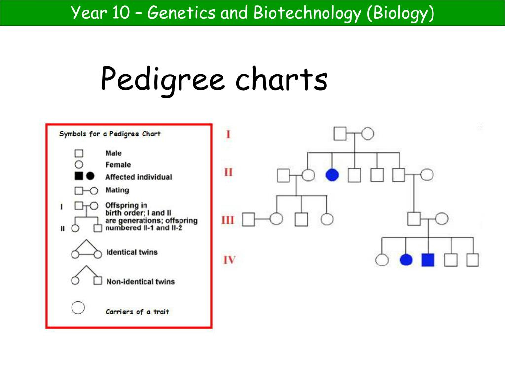 PPT Pedigree Charts PowerPoint Presentation Free Download ID 1080022