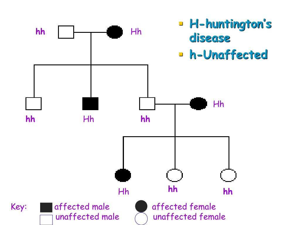 PPT Pedigree Charts PowerPoint Presentation Free Download ID 340435