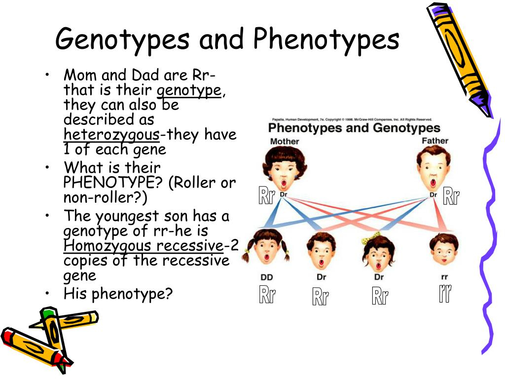 PPT PEDIGREE CHARTS PowerPoint Presentation Free Download ID 6800368