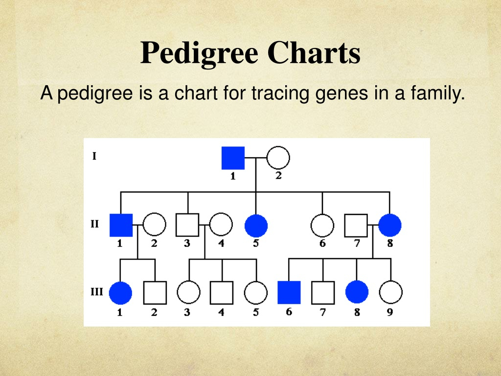 PPT PEDIGREE CHARTS PowerPoint Presentation Free Download ID 9298571
