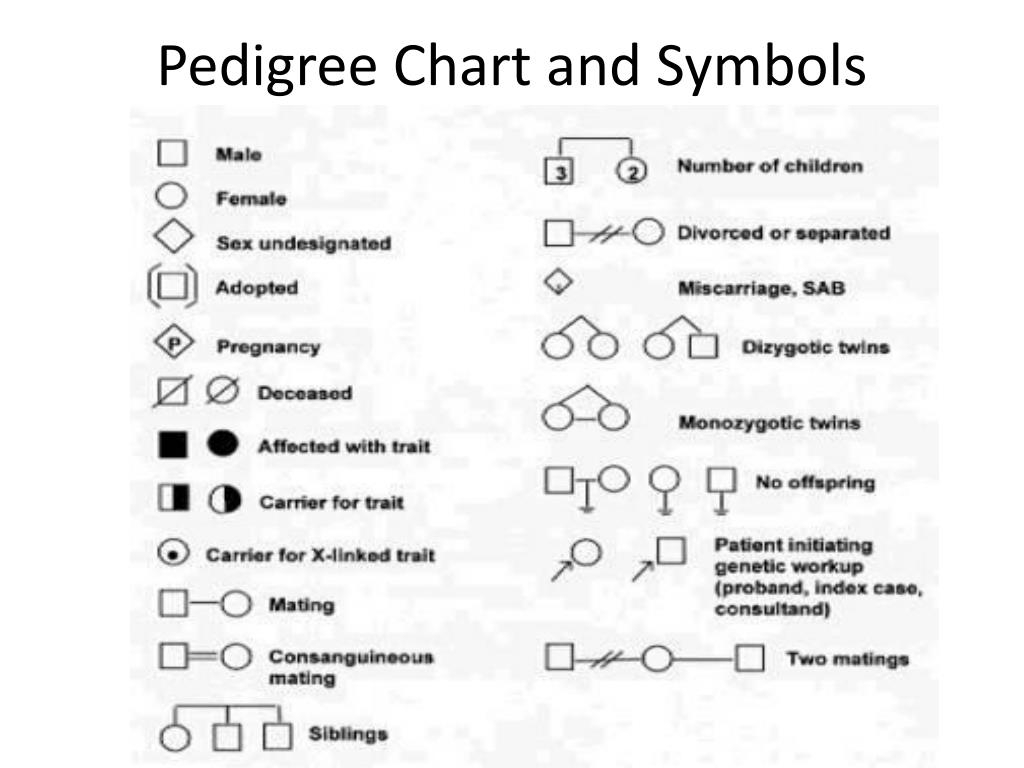 PPT Pedigree PowerPoint Presentation Free Download ID 2682387