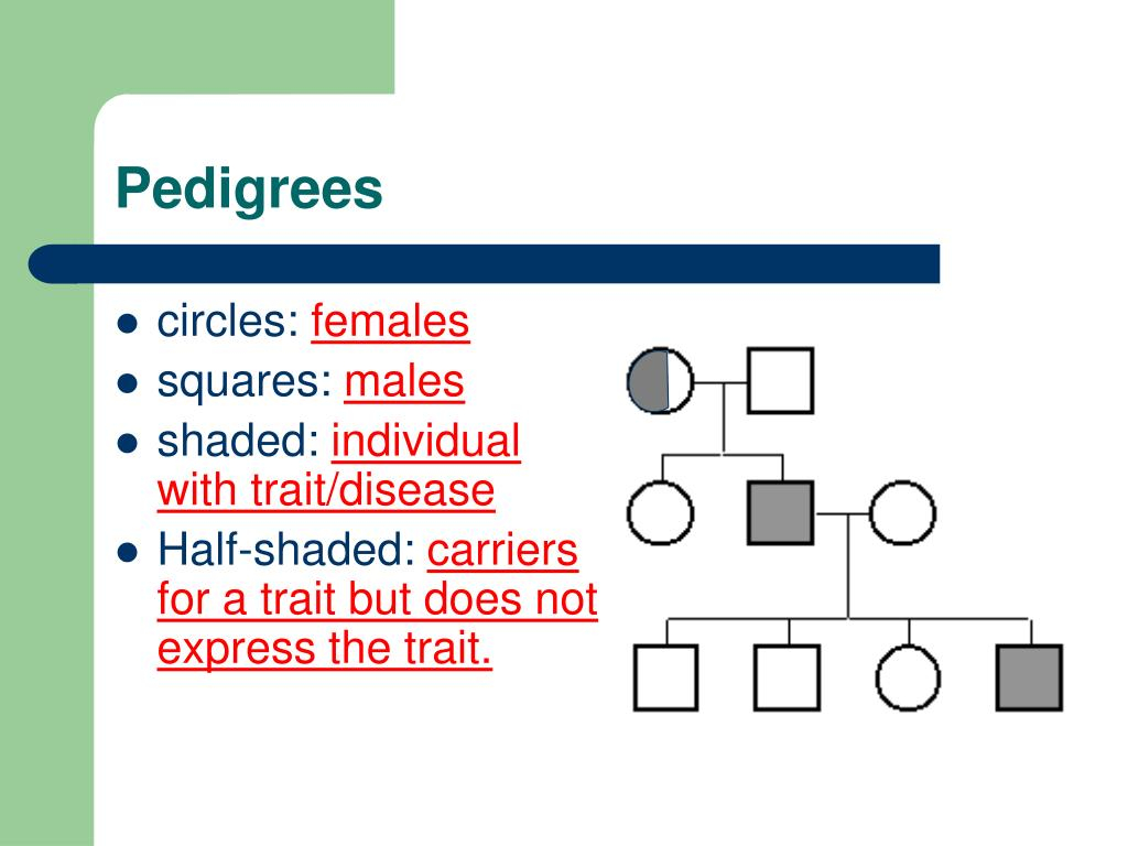 PPT Pedigrees And Sex Linked Traits PowerPoint Presentation Free 