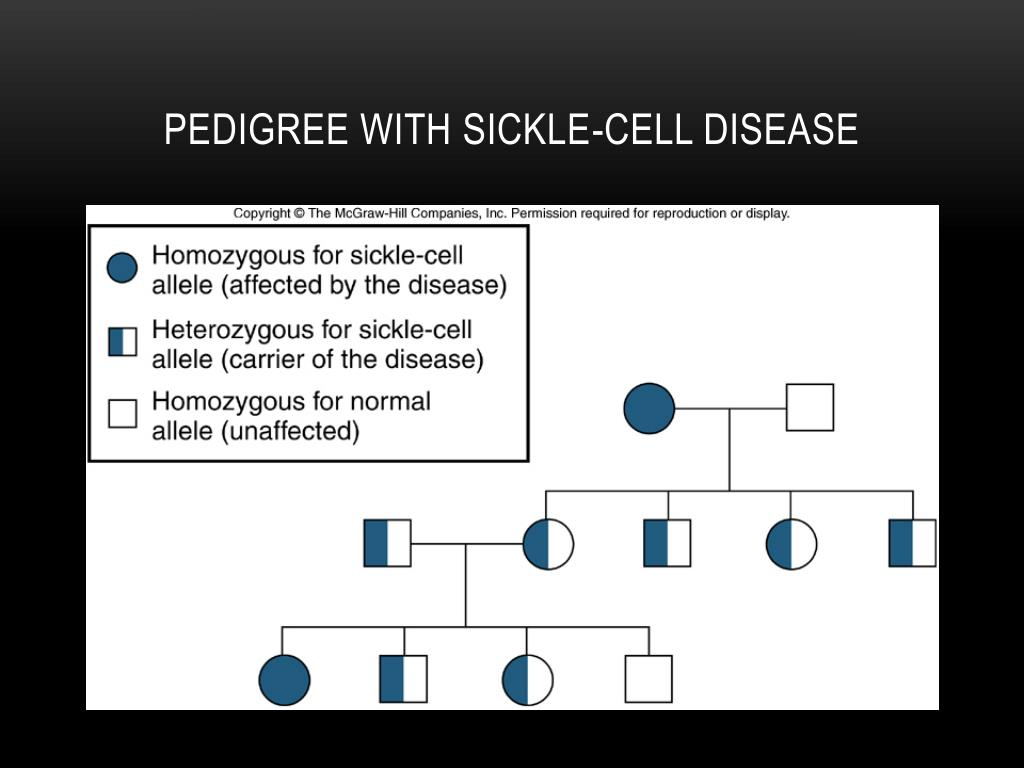 PPT Pedigrees PowerPoint Presentation Free Download ID 2680960