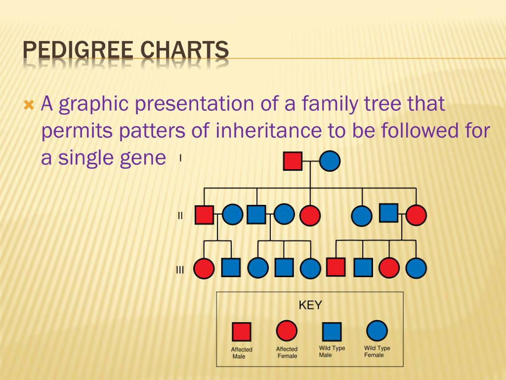 PPT Sex Linked Traits Pedigree Charts PowerPoint Presentation ID 